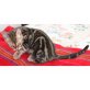 Bengalkatze - Kater