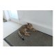 Bengalkatze - Kater
