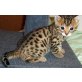 Bengalkatze - Kater
