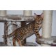 Bengalkatze - Kater