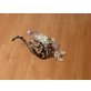 Bengalkatze - Kater