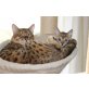 Bengalkatze - Kater