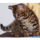 Bengalkatze - Kater