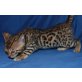Bengalkatze - Kater