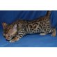 Bengalkatze - Kater