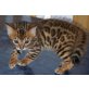 Bengalkatze - Kater