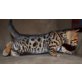 Bengalkatze - Kater