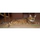Bengalkatze - Kater