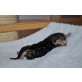 Bengalkatze - Kater