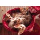 Bengalkatze - Kater