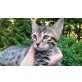 Bengalkatze - Kater