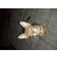 Bengalkatze - Kater