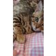 Bengalkatze - Kater