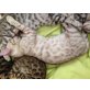 Bengalkatze - Kater