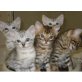 Bengalkatze - Kater