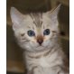 Bengalkatze - Kater