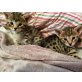 Bengalkatze - Kater