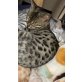 Bengalkatze - Kater