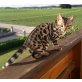 Bengalkatze - Kater
