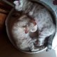 Bengalkatze - Kater