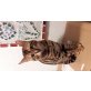 Bengalkatze - Kater
