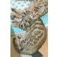 Bengalkatze - Kater