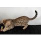 Bengalkatze - Kater