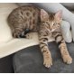 Bengalkatze - Kater