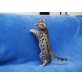 Bengalkatze - Kater
