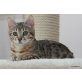 Bengalkatze - Kater