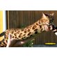 Bengalkatze - Kater