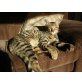 Bengalkatze - Kater