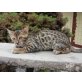 Bengalkatze - Kater