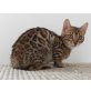 Bengalkatze - Kater