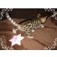 Bengalkatze - Katze