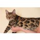 Bengalkatze - Katze