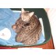 Bengalkatze - Katze