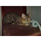 Bengalkatze - Katze