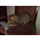 Bengalkatze - Katze