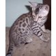 Bengalkatze - Katze