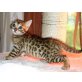 Bengalkatze - Katze