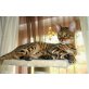 Bengalkatze - Katze
