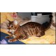 Bengalkatze - Katze