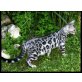 Bengalkatze - Katze