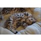 Bengalkatze - Katze