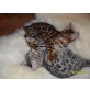 Bengalkatze - Katze