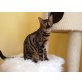 Bengalkatze - Katze