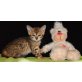 Bengalkatze - Katze