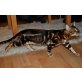 Bengalkatze - Katze