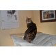 Bengalkatze - Katze